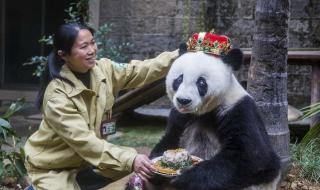 熊猫的寿命是多少年 熊猫的寿命